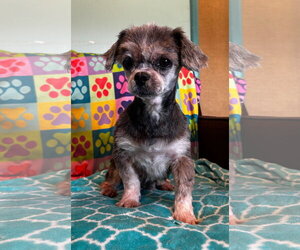 Shih Tzu Dogs for adoption in Pacolet, SC, USA