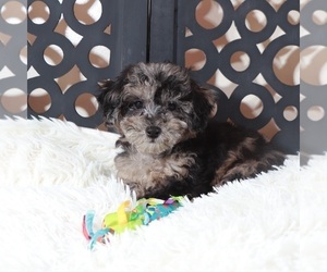 Poochon Puppy for sale in MOUNT VERNON, OH, USA