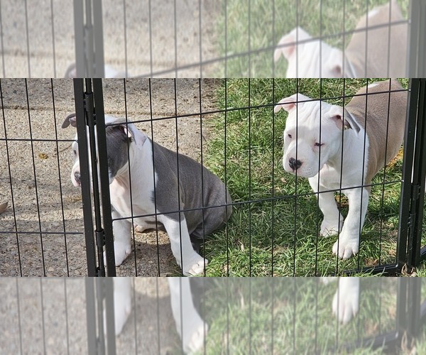 Medium Photo #2 American Bully Puppy For Sale in APPLETON, WI, USA