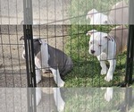 Small Photo #2 American Bully Puppy For Sale in APPLETON, WI, USA