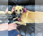 Small #5 Greyhound Mix