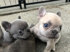 Small #3 French Bulldog