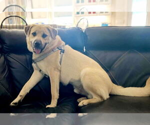 Anatolian Shepherd-Great Pyrenees Mix Dogs for adoption in Scottsboro, AL, USA