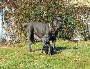 Mother of the Cane Corso puppies born on 06/24/2018