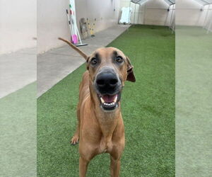 Gavyn - Male Doberman Pinscher-Great Dane Mix Dog for Adoption - Photo #4