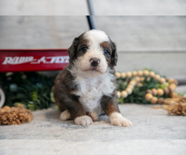 Medium Photo #2 Goldendoodle (Miniature) Puppy For Sale in MIDDLEBURY, IN, USA