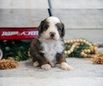 Small #1 Goldendoodle (Miniature)