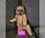 Small #10 Auss-Tzu