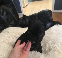 French Bulldog Puppy for sale in ROCKWALL, TX, USA