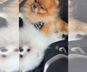 Pomeranian Puppy for sale in FISHER ISLAND, FL, USA