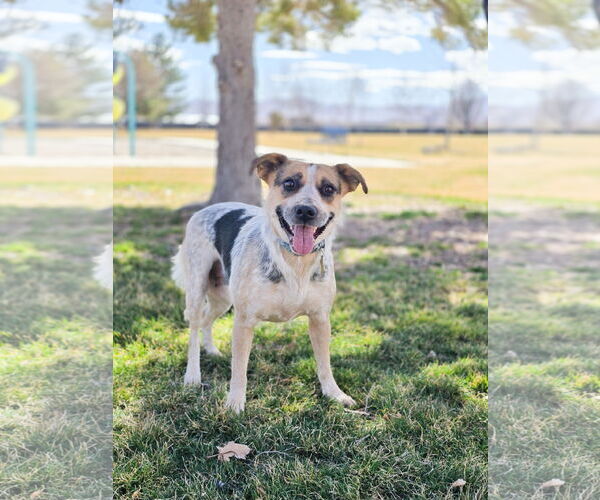 Medium Photo #2 Mutt Puppy For Sale in Sandy, UT, USA