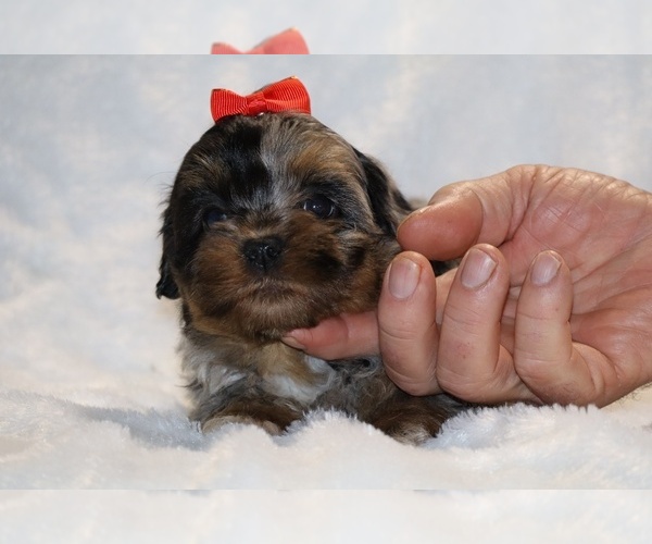 Medium Photo #10 ShihPoo Puppy For Sale in DYERSBURG, TN, USA