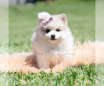 Small Photo #71 Pomeranian Puppy For Sale in WARSAW, IN, USA