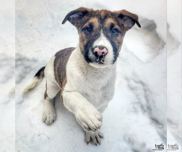 Medium Photo #5 Mutt Puppy For Sale in Washington, DC, USA