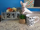 Small Photo #1 Chihuahua Puppy For Sale in ARLINGTON, TX, USA