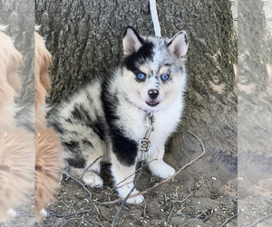 Pomsky Puppy for Sale in NILES, Michigan USA
