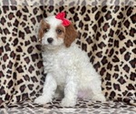 Small #9 Cavapoo