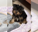 Small #2 Yorkshire Terrier