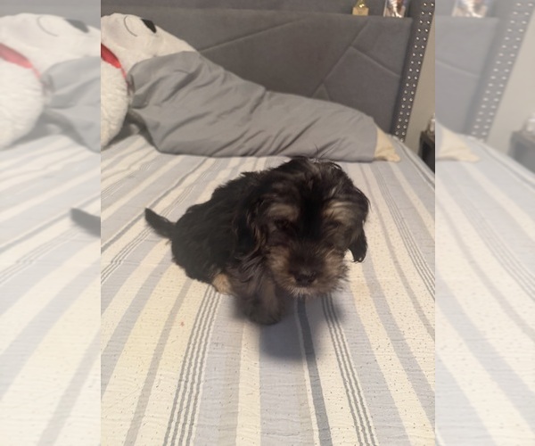 Medium Photo #1 Yorkshire Terrier Puppy For Sale in MCDONOUGH, GA, USA