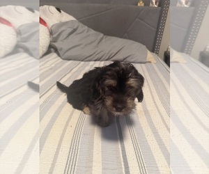 Yorkshire Terrier Puppy for sale in MCDONOUGH, GA, USA