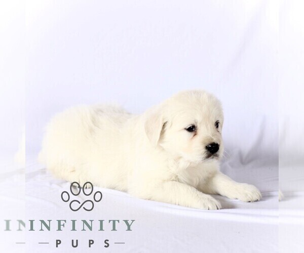Medium Photo #4 English Cream Golden Retriever Puppy For Sale in GORDONVILLE, PA, USA
