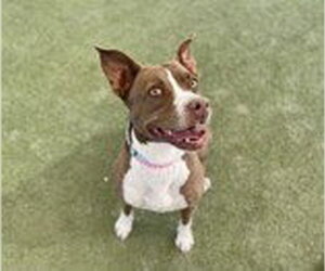 FARAH - Female Mutt Dog for Adoption - Photo #2