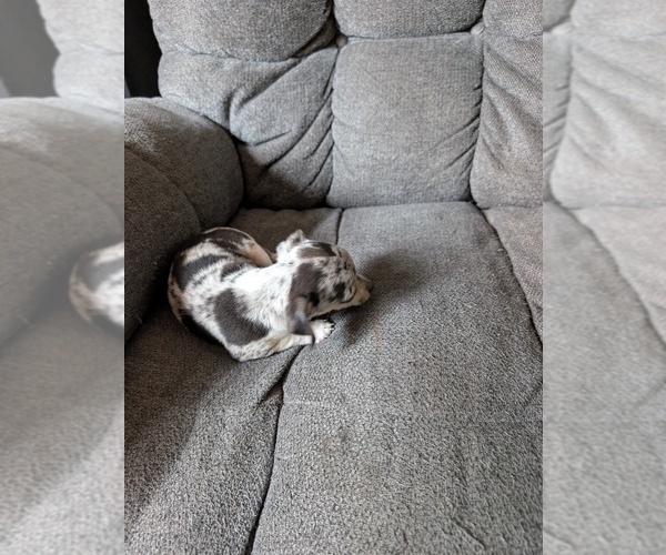 Medium Photo #3 Chiweenie Puppy For Sale in CAMANO ISLAND, WA, USA