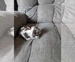 Small Photo #7 Chiweenie Puppy For Sale in CAMANO ISLAND, WA, USA