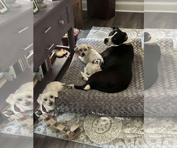 Medium Photo #11 Maltese Puppy For Sale in Arlington, VA, USA