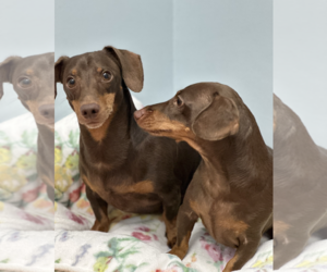 Jasper and Luna - Female Dachshund Dog for Adoption - Photo #7