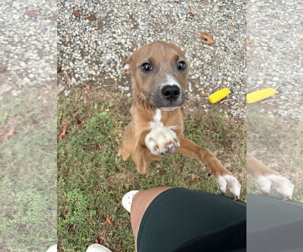 Medium Photo #10 American Pit Bull Terrier-Unknown Mix Puppy For Sale in Holly Springs, NC, USA