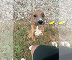 Small #9 American Pit Bull Terrier Mix