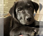 Small #3 German Shepherd Dog Mix