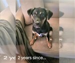 Small Photo #4 Huskies -Labrador Retriever Mix Puppy For Sale in Denton, TX, USA