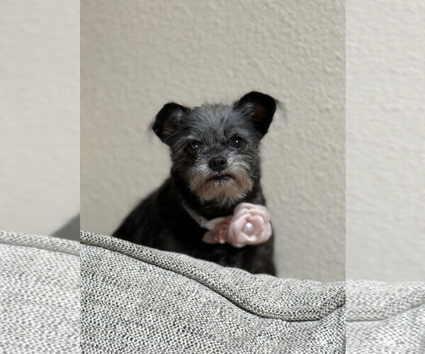Medium Photo #3 Brussels Griffon-Unknown Mix Puppy For Sale in Phoenix, AZ, USA