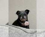 Small #2 Brussels Griffon Mix