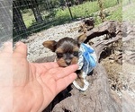 Small #1 Yorkshire Terrier