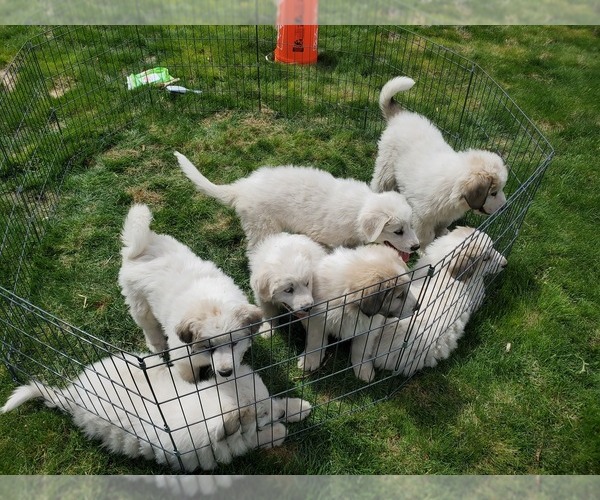 Medium Photo #1 Great Pyrenees Puppy For Sale in HAMILTON, MT, USA