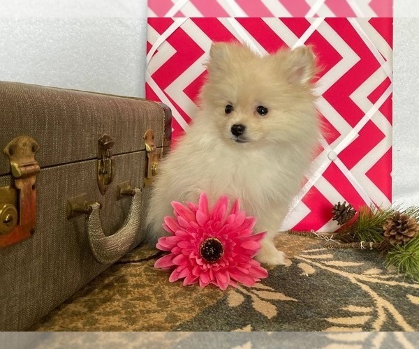 Medium Photo #2 Pomeranian Puppy For Sale in DOWNING, MO, USA