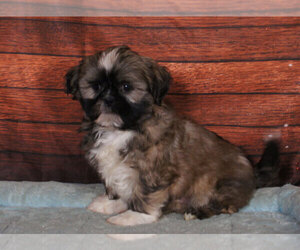 Shih Tzu Puppy for sale in PENNS CREEK, PA, USA