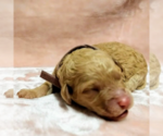 Small Photo #2 Goldendoodle Puppy For Sale in PAULINE, SC, USA