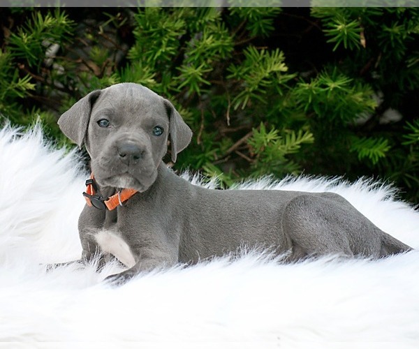 Full screen Photo #4 Great Dane Puppy For Sale in BLAINE, MN, USA