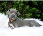 Small Photo #4 Great Dane Puppy For Sale in BLAINE, MN, USA