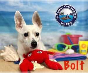 Bolt - Male Jack Russell Terrier Dog for Adoption - Photo #4