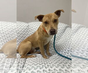 Mutt Dogs for adoption in Rockaway, NJ, USA