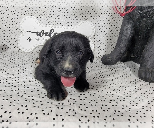 Medium Photo #15 Golden Mountain Dog Puppy For Sale in BLACK FOREST, CO, USA