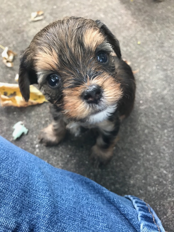 Medium Photo #1 Yorkshire Terrier Puppy For Sale in INDIANAPOLIS, IN, USA