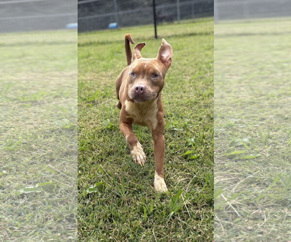 Medium Photo #1 American Pit Bull Terrier-Unknown Mix Puppy For Sale in Virginia Beach, VA, USA