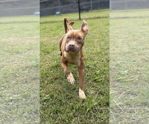 American Pit Bull Terrier-Unknown Mix Dogs for adoption in Virginia Beach, VA, USA