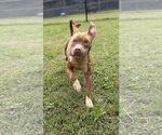 Small American Pit Bull Terrier Mix